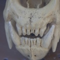 321-1855 San Diego Zoo - Male Polar Bear Skull Model